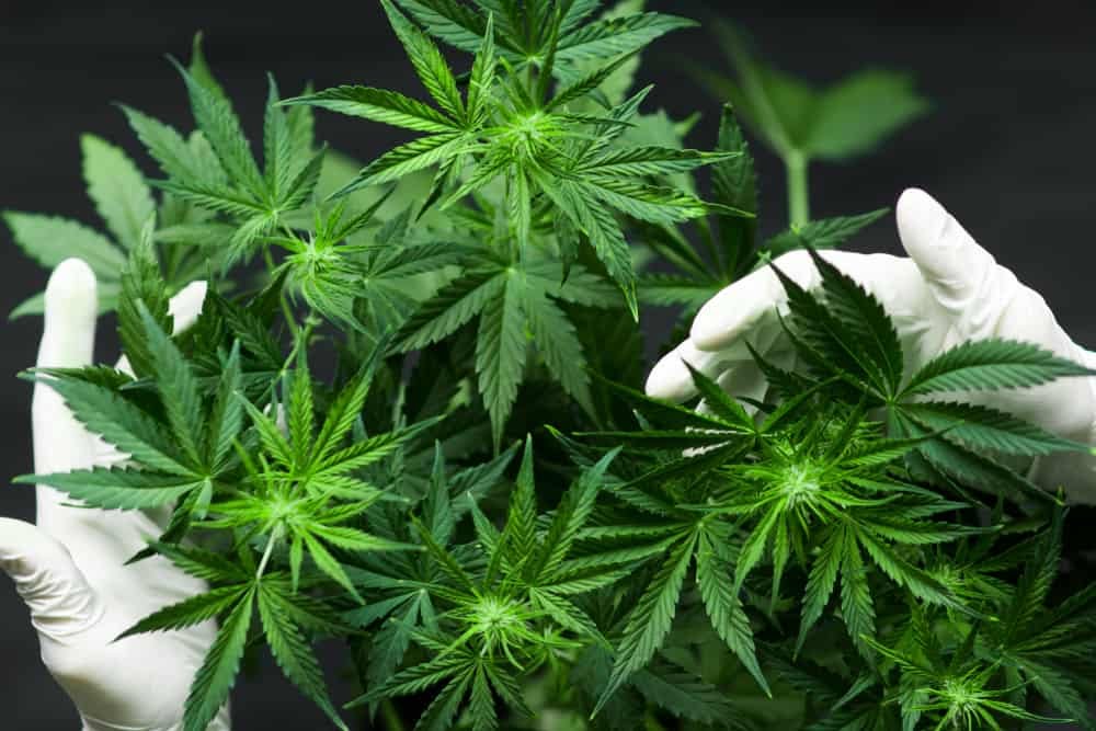 MK Tolak Legalisasi Ganja Medis 1