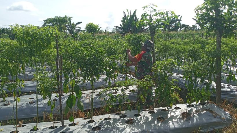 Lahan Tidur Dimanfaatkan Kelompok Tani Binaan TNI 11