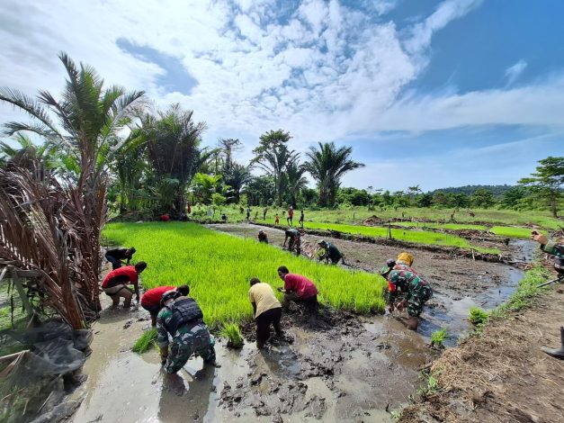 Babinsa Koramil Bantu Masyarakat Tanam Padi 10