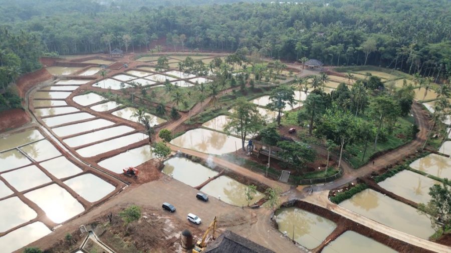 KKP Dorong Patin di Lebak KKP Dorong Peningkatan Produktivitas Patin di Lebak Melalui Program Kampung Budidaya 12