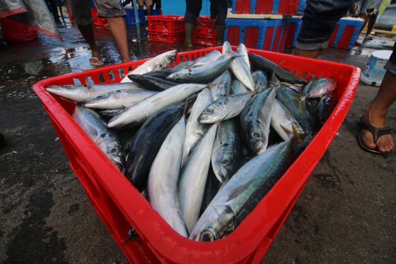 KKP-Ikan KKP Percepat Finalisasi Aturan PNBP Pasca Produksi 10