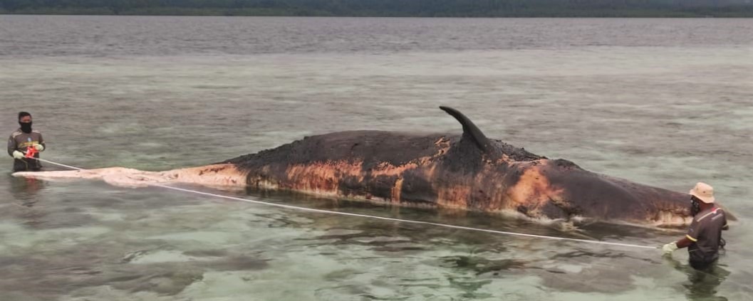 KKP dan Pemda Jajaki Wisata Budaya Paus Sperma Terdampar di Raja Ampat (1) Paus Sperma Terdampar di Raja Ampat, KKP dan Pemda Jajaki Jadi Wisata Budaya 1