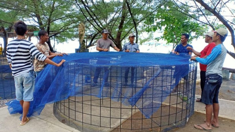 Penyuluh Perikanan, Lobster dan Pasar Global 73