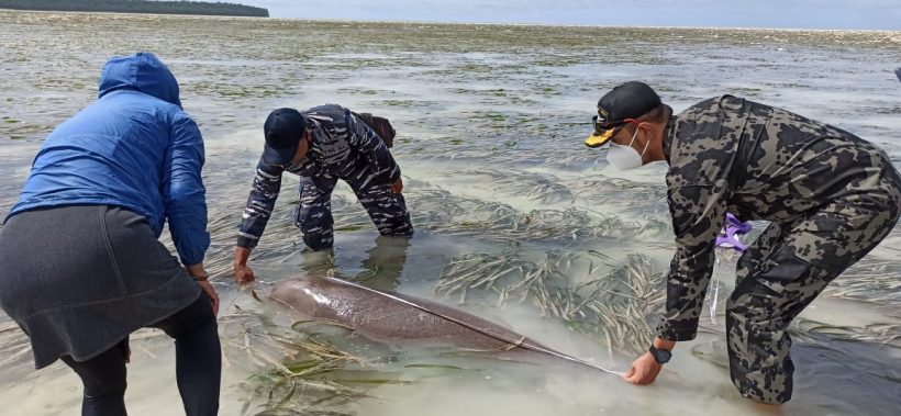KKP Selamatkan Dugong Terjerat Jaring Nelayan 12