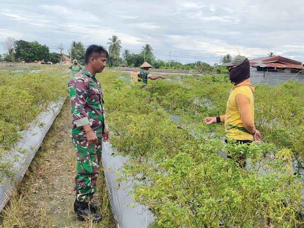 Babinsa Koramil 02/Timika Dampingi Petani Merawat Tanaman Cabe 1 Babinsa Koramil 02/Timika Dampingi Petani Merawat Tanaman Cabe 2