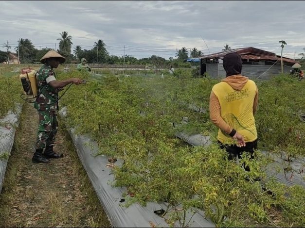 Babinsa Koramil 02/Timika Dampingi Petani Merawat Tanaman Cabe 12