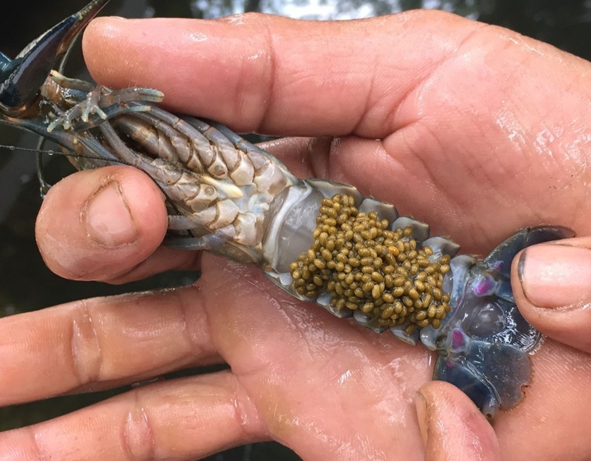 Budidaya Lobster Air Tawar, Bisnis Rumahan yang Menjanjikan 1