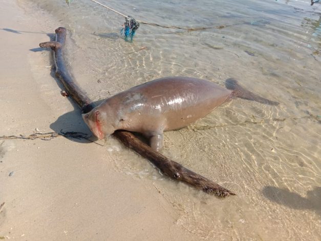 Dugong Terdampar di Toli-Toli, KKP Turun Tangan 65