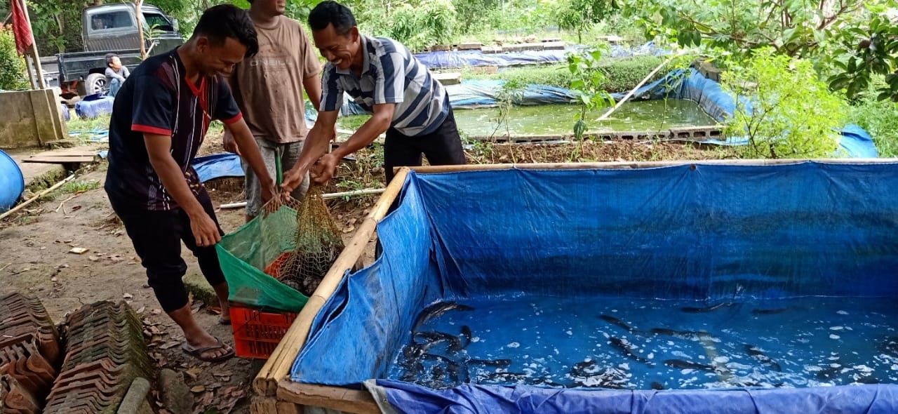 budidaya lele gunung kidul-2 Permodalan KKP Sukseskan Budidaya Lele di Gunungkidul, Menteri Trenggono Ingin Perbanyak Kampung Budidaya 1