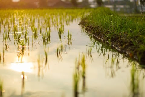 Program Cetak Sawah Libatkan TNI AD Gagal, CBA: Militer Berperang, Bukan Bertani 47